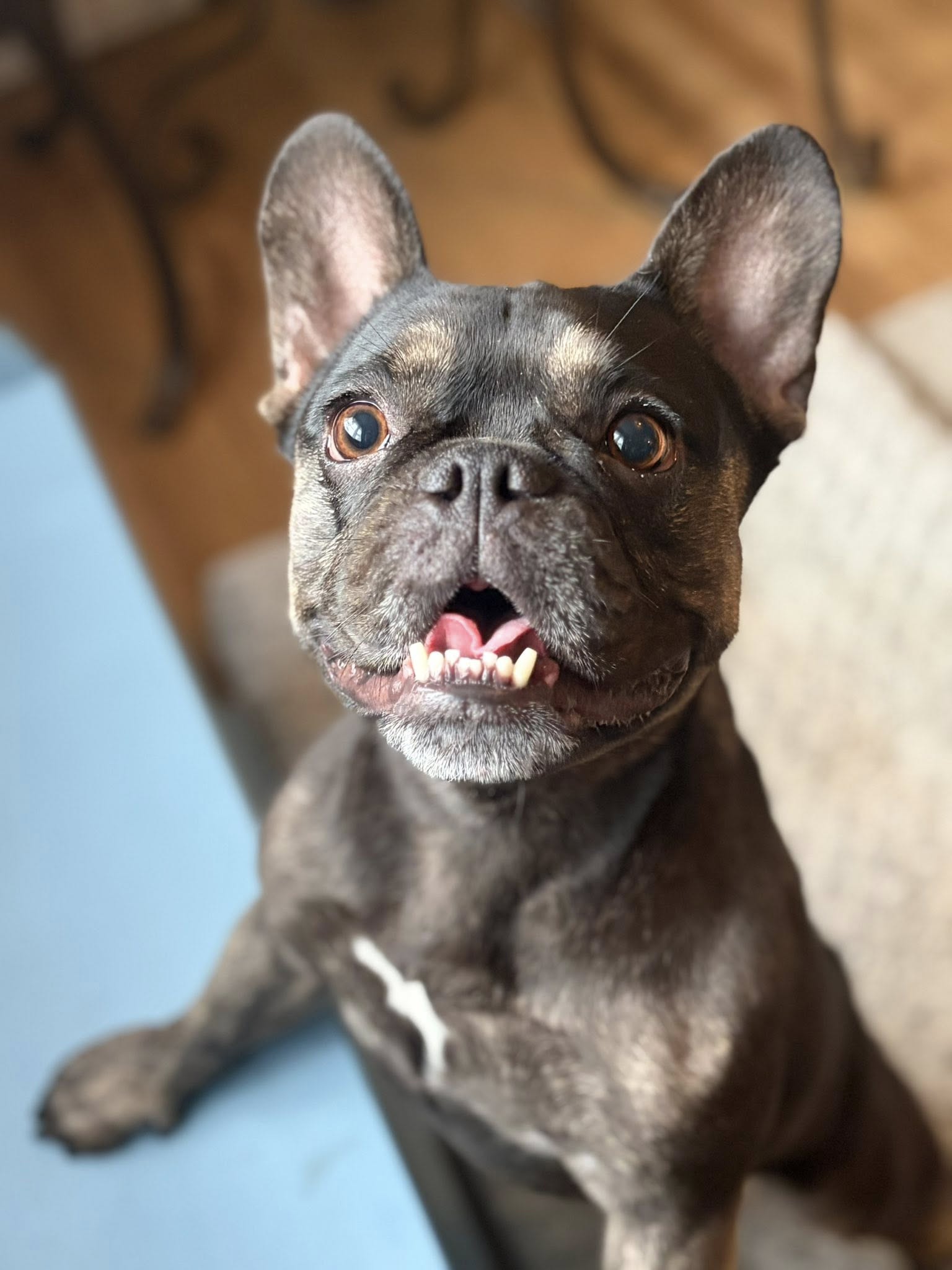 Dog 2